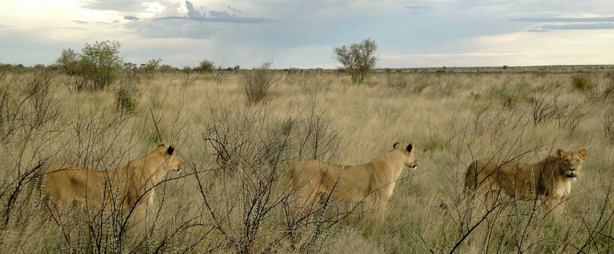 safari Central Kalahari Botswana